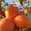 Саженцы абрикоса Академик - комплект 5 шт.
