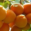 Саженцы абрикоса Сибиряк Байкалова - комплект 5 шт.