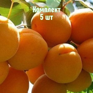 Саженцы абрикоса Сибиряк Байкалова - комплект 5 шт.