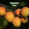 Саженцы абрикоса Восточно-Сибирского - комплект 5 шт.
