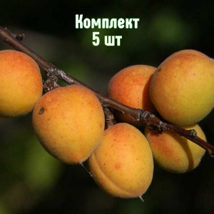 Саженцы абрикоса Восточно-Сибирского - комплект 5 шт.