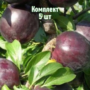 Саженцы алычи Клеопатра (Средняя/Фиолетовая) - комплект 5 шт.