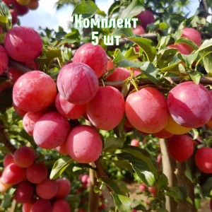 Саженцы алычи Оленька (Средняя/Красная) - комплект 5 шт.