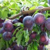 Саженцы алычи Шатер (Ранняя/Фиолетовая) - комплект 5 шт.
