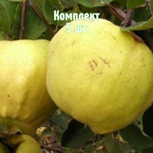 Саженцы айвы яблоковидной Крымская ароматная - комплект 5 шт.