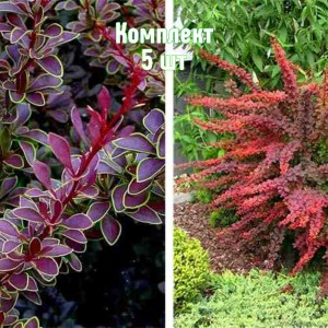 Саженцы барбариса Голден Ринг - комплект 5 шт.