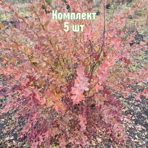 Саженцы барбариса Тунберга Ред Рокет 5лет - комплект 5 шт.