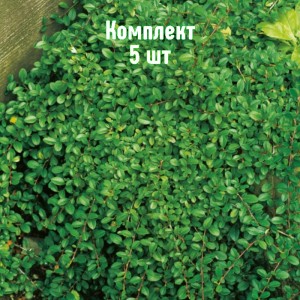 Саженцы кизильника горизонтального Эйхольц - комплект 5 шт.