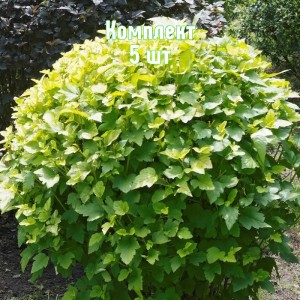 Саженцы пузыреплодника калинолистного Тильден Парк - комплект 5 шт.