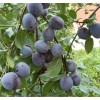 Саженцы сливы Этюд - комплект 5 шт.