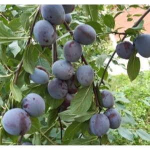 Саженцы сливы Этюд - комплект 5 шт.