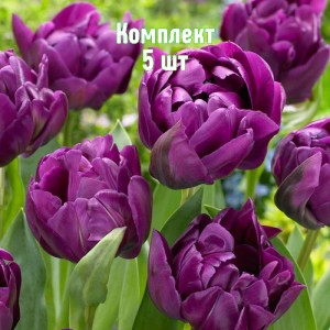 Луковицы тюльпана Негрита Дабл - комплект 5 шт.
