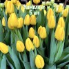 Луковицы тюльпана Нови Сан - комплект 5 шт.