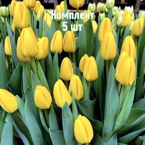 Луковицы тюльпана Нови Сан - комплект 5 шт.