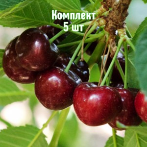 Саженцы вишни Кирины - комплект 5 шт.