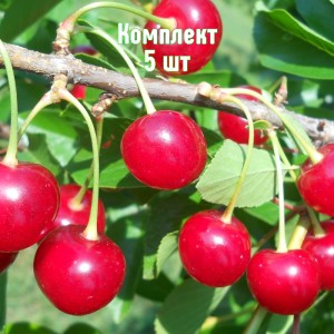 Саженцы вишни Окский Рубин - комплект 5 шт.