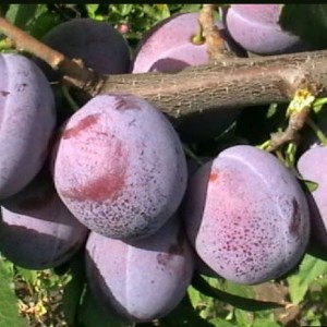 Саженец сливы Кубанская Легенда