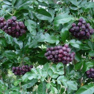 Саженец сорбаронии Мичурина