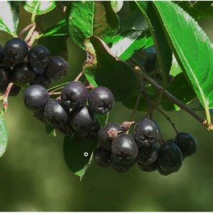 Саженец Сорбаронии Всеслава