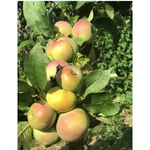 Саженец яблони Каскад (колоновидная)