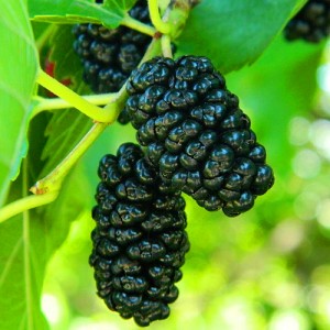 Саженцы тутовника (шелковицы) Черная баронесса - комплект 5 шт.